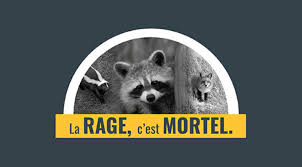 Lutte contre la rage : Misez sur la prévention